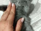 Evde doğum yapmış blue kızımız ile silver babanın yavruları