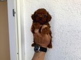 Kilo Garantili Red Dark Brown Kore