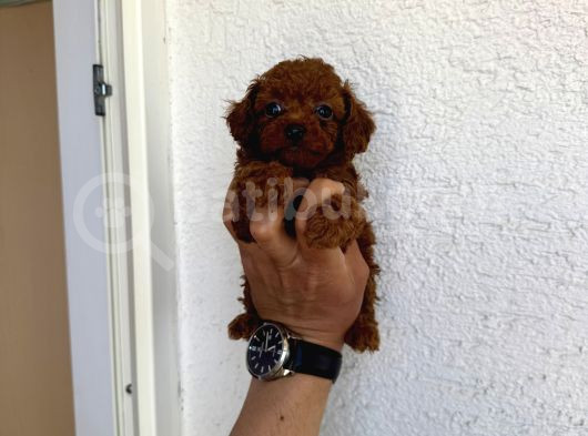 Kilo Garantili Red Dark Brown Kore görsel