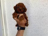 Kilo garantili red dark brown kore