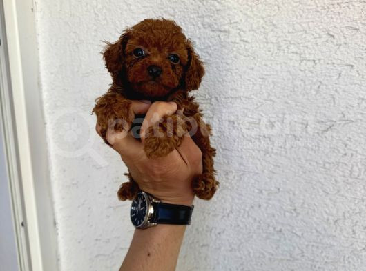 Kilo Garantili Red Dark Brown Kore
