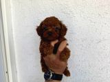 Kilo Garantili Red Dark Brown Kore