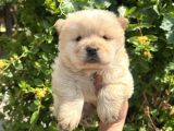 Ayı surat bebek yüz chow chow yavrular