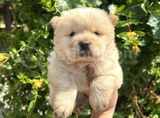 Ayı Surat Bebek Yüz Chow Chow Yavrular