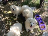 Samoyed bebekler