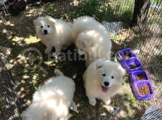 Samoyed Bebekler