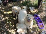 Samoyed Bebekler