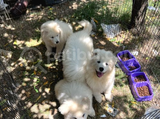 Samoyed Bebekler görsel