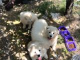 Samoyed Bebekler
