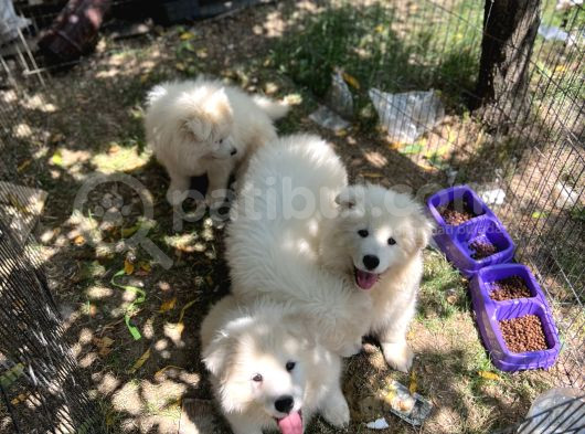 Samoyed Bebekler görsel