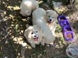 Samoyed Bebekler