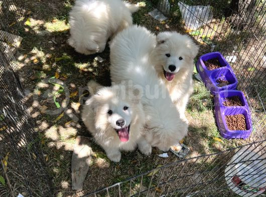 Samoyed Bebekler görsel