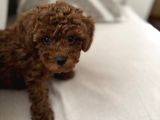 3 Aylık Toy Poodle