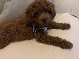 3 aylık toy poodle