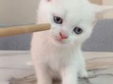 Kar Beyaz Pamuk Oğlan Tesli̇me Hazir