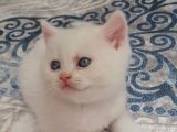 Kar Beyaz Pamuk Oğlan Tesli̇me Hazir