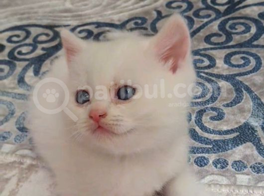 Kar Beyaz Pamuk Oğlan Tesli̇me Hazir görsel