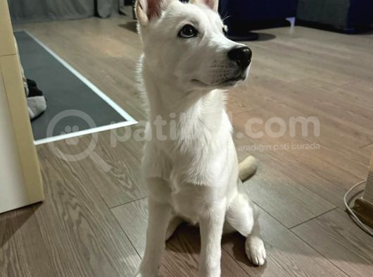 4 Aylık Dünya Tatlısı Husky