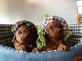 A kalite Sağlık Ve Irk Garantili Toy Poodle Yavrularım