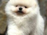 TEACUP AYI SURAT POMERANİAN BOO YAVRULARIMIZ