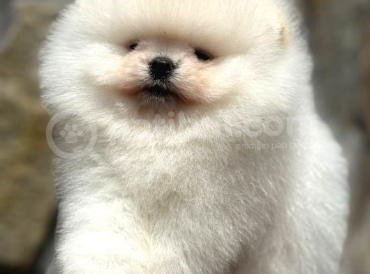 Teacup Ayi Surat Pomerani̇an Boo Yavrularimiz