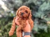 Kali̇teli̇ Poodle Bebekleri̇mi̇z