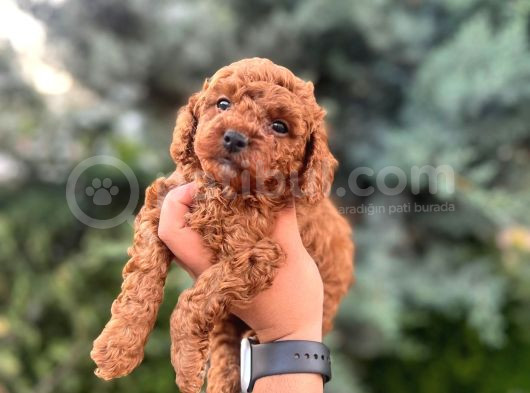 Kali̇teli̇ Poodle Bebekleri̇mi̇z görsel