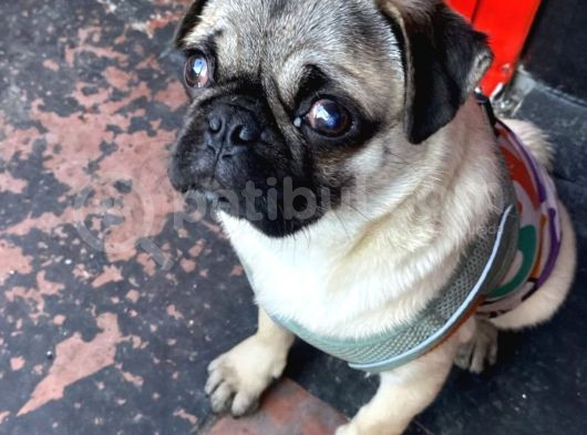 5 Aylık Dişi Pug görsel