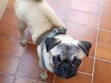5 aylık dişi pug