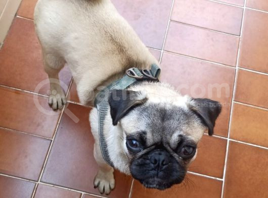 5 Aylık Dişi Pug