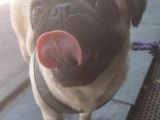 5 Aylık Dişi Pug