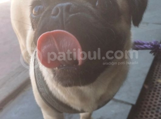 5 Aylık Dişi Pug görsel