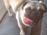 5 Aylık Dişi Pug