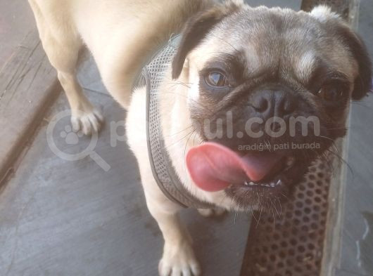 5 Aylık Dişi Pug görsel