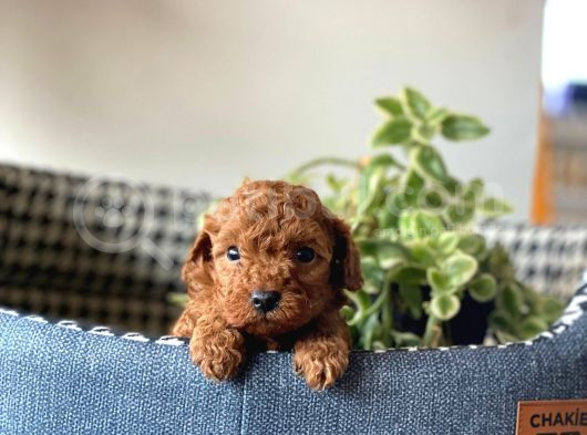 A Kalite Sağlık Ve Irk Garantili Toy Poodle Yavrularım görsel
