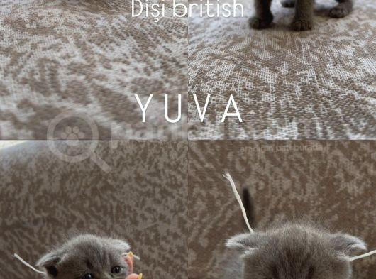 Scotish Ve British Kardeşler Yeni Yuvasını Bekliyor