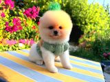 Teacup Ayi Surat Pomerani̇an Boo Yavrularimiz