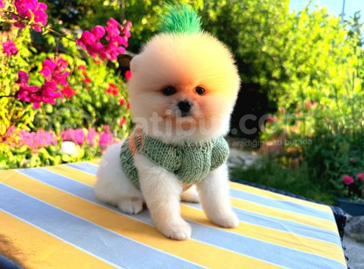 Teacup Ayi Surat Pomerani̇an Boo Yavrularimiz görsel