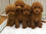 A Kali̇te Orji̇nal Müthi̇ş Güzelli̇kte Toy Poodle