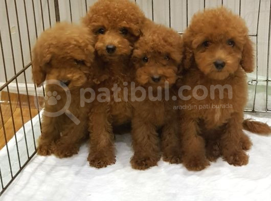A Kali̇te Orji̇nal Müthi̇ş Güzelli̇kte Toy Poodle görsel