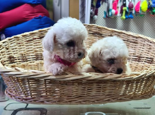 Kıvır Kıvır Orjinal Kar Gibi Beyaz Bichon Frise Yavrular görsel
