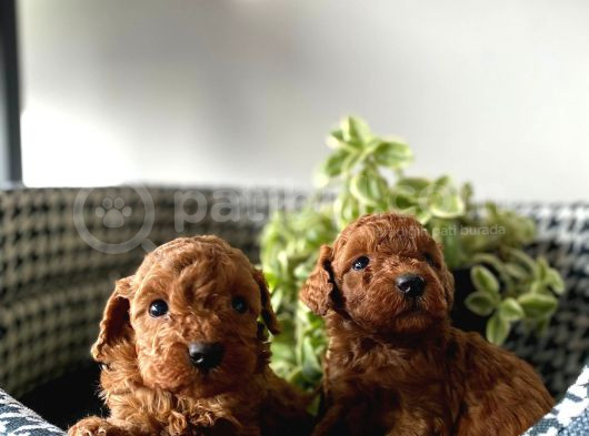 A Kalite Sağlık Ve Irk Garantili Toy Poodle Yavrularım görsel