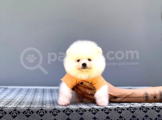 Uygun Bütçeye Göre Pomerani̇an Bebekleri̇mi̇z görsel