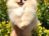 Teacup Ayi Surat Pomerani̇an Boo Yavrularimiz
