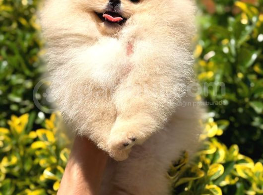 Teacup Ayi Surat Pomerani̇an Boo Yavrularimiz görsel