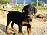 SCR Lİ BABADAN KALİTELİ YAVRULARIMIZ MEVCUT