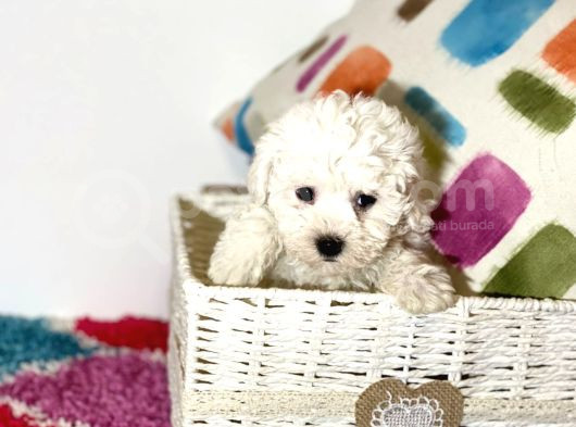 Kıvır Kıvır Orjinal Kar Gibi Beyaz Bichon Frise Yavrular görsel