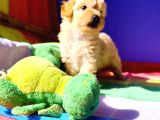 A Kali̇te Orji̇nal Müthi̇ş Güzelli̇kte Toy Poodle
