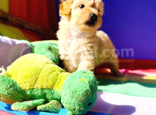 A Kali̇te Orji̇nal Müthi̇ş Güzelli̇kte Toy Poodle görsel
