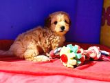 A Kali̇te Orji̇nal Müthi̇ş Güzelli̇kte Toy Poodle